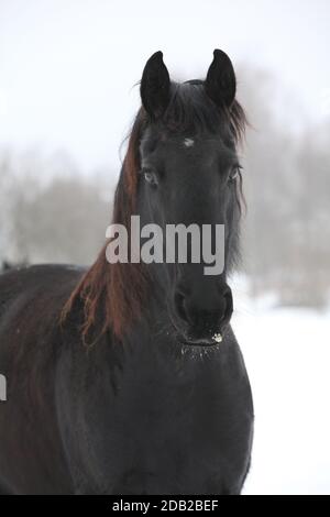 Étonnante jument de frise noire en hiver Banque D'Images