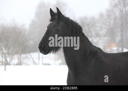 Étonnante jument de frise noire en hiver Banque D'Images