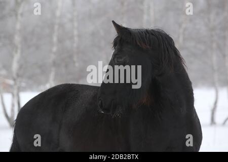 Étonnante jument de frise noire en hiver Banque D'Images