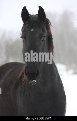 Étonnante jument de frise noire en hiver Banque D'Images