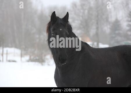 Étonnante jument de frise noire en hiver Banque D'Images