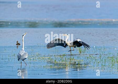 Héron gris (Ardea cinerea). Deux hérons se battent pour le meilleur endroit pour pêcher. Allemagne Banque D'Images