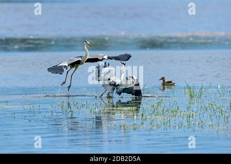 Héron gris (Ardea cinerea). Deux hérons se battent pour le meilleur endroit pour pêcher. Allemagne Banque D'Images