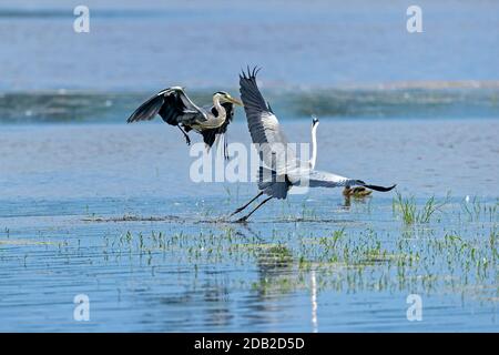 Héron gris (Ardea cinerea). Deux hérons se battent pour le meilleur endroit pour pêcher. Allemagne Banque D'Images