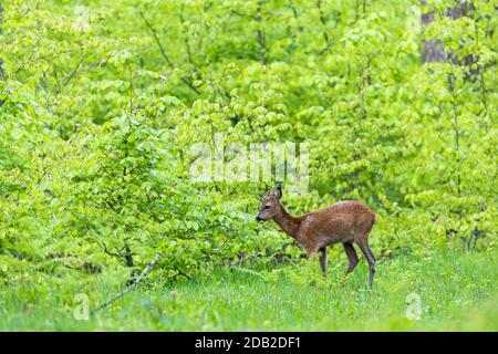 Cerf de Virginie (Capranolus capranolus). L'année mange les feuilles fraîches des jeunes sangsues communes. Allemagne Banque D'Images