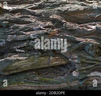 texture grise de l'écorce d'acacia, plein cadre, élément pour le concepteur Banque D'Images