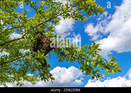 Abeille, abeille occidentale (APIs mellifera, APIs mellifica). Essaim d'abeille sur une branche d'un arbre. Allemagne Banque D'Images