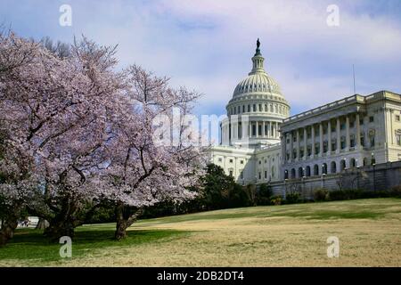 1 mars 2020 Washington DC US - American Gardens and Tree with fwers, en face de Capitol Hill à Washington DC avec dôme, lumière du jour et détails de façade Banque D'Images