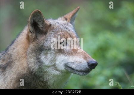Loup européen, Loup eurasien (Canis lupus lupus). Portrait d'un adulte. Allemagne Banque D'Images