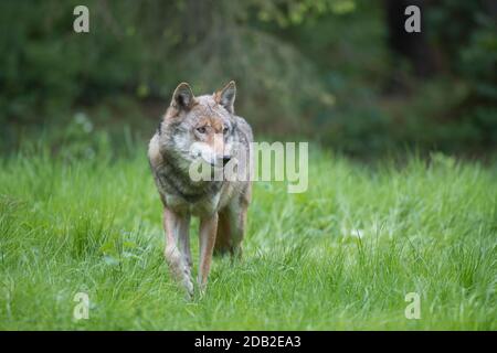 Loup européen, Loup eurasien (Canis lupus lupus). Adulte marchant dans l'herbe. Allemagne Banque D'Images
