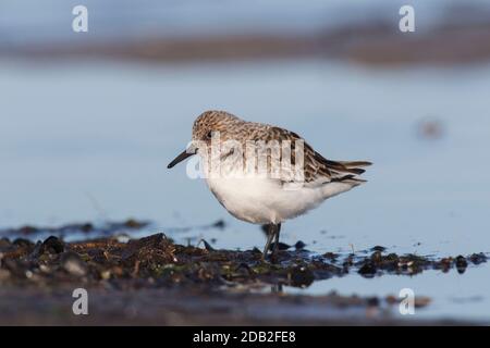 Sanderling (Calidris alba). Adulte dans le plumage de reproduction debout sur l'alpage. Allemagne Banque D'Images