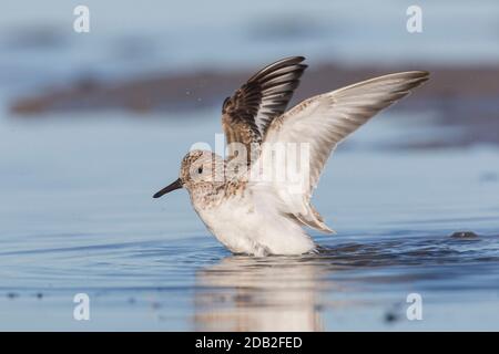 Sanderling (Calidris alba). Adulte dans le plumage de reproduction prenant un bain. Allemagne Banque D'Images