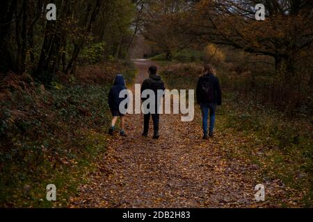 Une promenade dans la campagne sous la pluie, automne à Headley Heath, Surrey, Royaume-Uni, novembre 2020 Banque D'Images