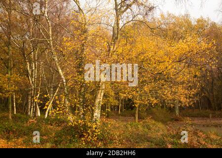 Une journée de tempête en automne à Headley Heath, Surrey, Royaume-Uni, le 2020 novembre Banque D'Images