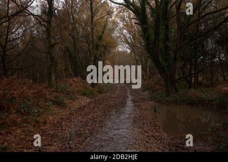 Piste de bois humide en automne à Headley Heath, Surrey, Royaume-Uni, novembre 2020 Banque D'Images