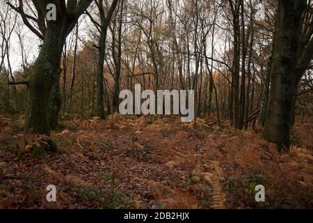 Une journée de tempête en automne à Headley Heath, Surrey, Royaume-Uni, le 2020 novembre Banque D'Images