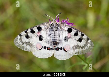 Apollon de montagne (apollon de Parnassius). Papillon femelle sur une fleur. Allemagne Banque D'Images