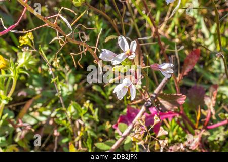 Diplotaxis erucoides, Wild White Rocket in Flower Banque D'Images