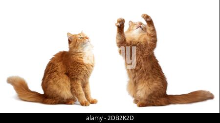 chat doux au gingembre adulte a levé sa patte avant sur un fond blanc, mignon animal espiègle, ensemble Banque D'Images