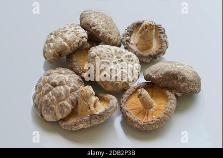 Champignons shiitake séchés, à tremper dans de l'eau chaude avant la cuisson. Il est cultivé et consommé dans de nombreux pays d'Asie de l'est. Banque D'Images