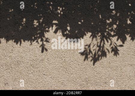 Branches d'arbre et feuilles ombres sur béton beige rugueux fond texturé, mur. Silhouette sombre de la plante subtropique en plein soleil. Été Banque D'Images