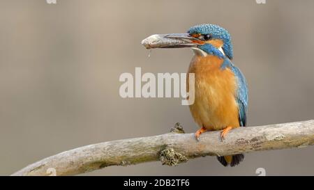 Mignon kingfisher commun assis sur une brindille et tenant le poisson dans son long bec. Petit oiseau turquoise et orange avec une prise. Vue avant du chasseur d'animaux Banque D'Images