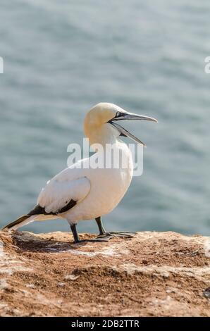 Gannet du Nord (Morus bassanus) debout sur le rocher de grès rouge de Helgoland, Allemagne Banque D'Images