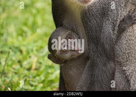 Singes dans un complexe hôtelier au Kenya Banque D'Images