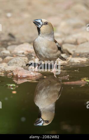 Hawfinch (Coccothrautes coccothrautes). Femme adulte à l'eau. Tout-en-un Banque D'Images