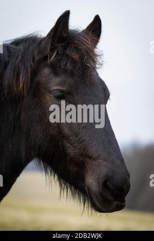 Poulain de beauté - cheval frison étalon Banque D'Images