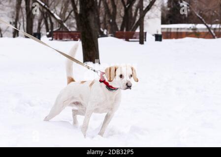 Chien senior marchant sur la laisse dans le parc d'hiver à distance d'autres marcheurs pour chiens Banque D'Images