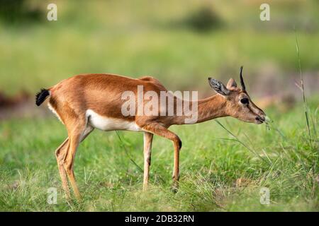 Chinkara ou gazelle indienne un portrait d'antilope broutant l'herbe dedans mousson naturel fond vert au parc national de ranthambore ou tigre réserver sawai Banque D'Images