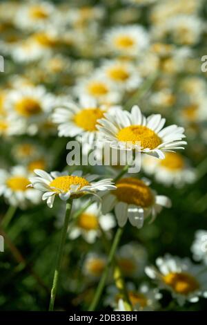 Marguerites dans un parterre de fleurs en été Banque D'Images