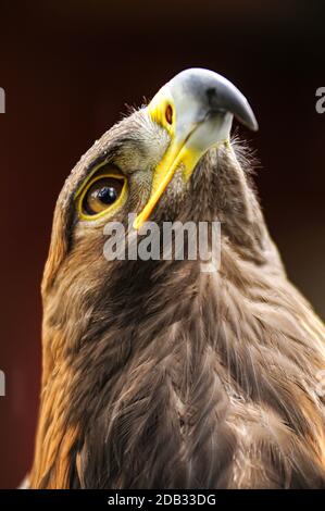 La tête d'un aigle d'or montrant la vue qu'une victime verra avant que le bec accroché déchire la chair de ses os. Banque D'Images