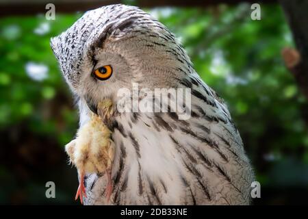 Siberian Eagle Owl avec proie dans le bec. Bubo bubo sibiricus, le plus grand d'Amérique dans le monde. Banque D'Images