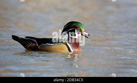 Canard en bois mâle, sponsora aix, quacking avec bec ouvert sur l'eau du lac par une journée ensoleillée. Oiseau sauvage faisant un son sur la rivière à partir de l'angle bas avec l'espace de copie. Banque D'Images
