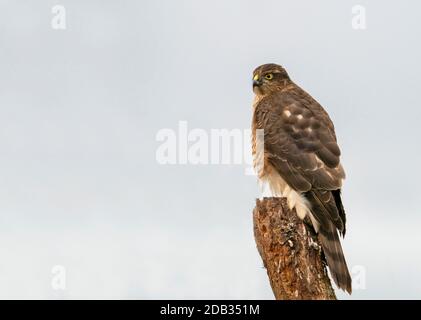 Une femelle sauvage Eurasion Sparrowhawk (Accipiter nisus) analyse son environnement pour trouver une proie potentielle, Warwickshire Banque D'Images