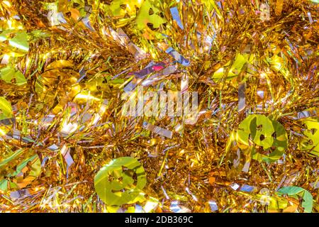 La texture de fond plein de guirlandes d'or décoré de funny jack-o'-lantern pumpkin head décorations pour célébrer l'halloween. Banque D'Images