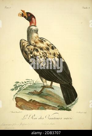 Le Roi des vautours [Roi des vautours] du Livre Histoire naturelle des oiseaux d'Afrique [Histoire naturelle des oiseaux d'Afrique] par le Vaillant, François, 1753-1824; publier à Paris par chez J.J. Fuchs, libre.1799 Banque D'Images