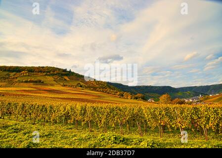 Paysage viticole près de Cochem et Leiwen sur la Moselle Banque D'Images