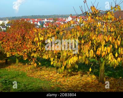 Petits cerisiers aux feuilles d'automne brillantes sur l'arbre et sur le sol 2 Banque D'Images