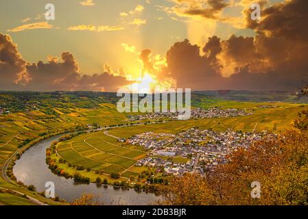 Paysage viticole près de Cochem et Leiwen sur la Moselle Banque D'Images