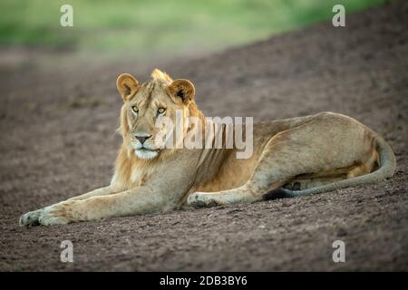 Le lion masculin se trouve sur une rive ombragée de terre Banque D'Images