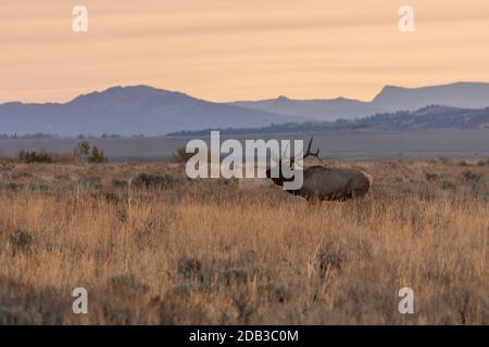 Wapiti de taureau dans le Wyoming pendant la rut d'automne à Sunrise Banque D'Images