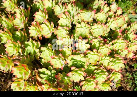 Groupe de sedum palmeri (Sedum compressum) en novembre à la fin de la journée. Banque D'Images