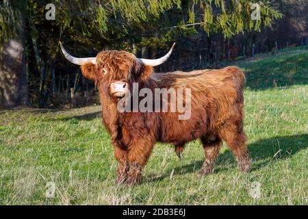 Bovins Galloway dans un pré dans le district de Sauerland, Rhénanie-du-Nord-Westphalie, Allemagne --- Galloway-rind auf einer Wiese im Sauerland, Nordrhein-Westfalen, Allemagne Banque D'Images