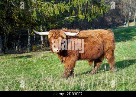 Bovins Galloway dans un pré dans le district de Sauerland, Rhénanie-du-Nord-Westphalie, Allemagne --- Galloway-rind auf einer Wiese im Sauerland, Nordrhein-Westfalen, Allemagne Banque D'Images