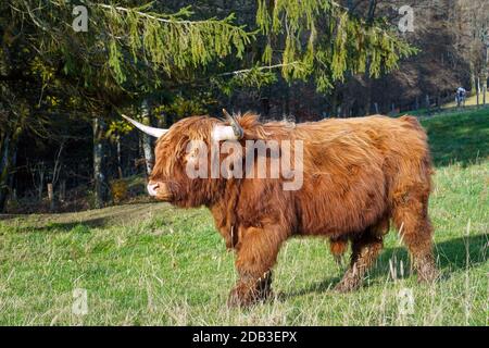 Bovins Galloway dans un pré dans le district de Sauerland, Rhénanie-du-Nord-Westphalie, Allemagne --- Galloway-rind auf einer Wiese im Sauerland, Nordrhein-Westfalen, Allemagne Banque D'Images