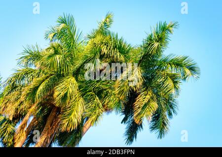 Palmier à noix de coco avec feuilles vert jaune et orange sur fond bleu ciel en été illuminé par soleil couchant. Environnement tropical Beach Banque D'Images