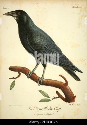 Corneille du Cap - le corbeau ou corbeau noir (Corvus capensis) est légèrement plus grand (48–50 cm de longueur) que le corbeau et est complètement noir avec un léger lustre de pourpre dans ses plumes. Il a proportionnellement des jambes plus longues, des ailes et de la queue aussi et a une facture beaucoup plus longue et plus mince qui semble être adapté pour sonder dans le sol pour les invertébrés. Les plumes de la tête ont un brillant pourpre-cuivré et les plumes de la gorge sont assez longues et soufflées dans certains appels et expositions. Du livre Histoire naturelle des oiseaux d'Afrique, Volume 2, par le va Banque D'Images